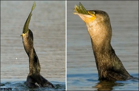 Cormorant eating pike