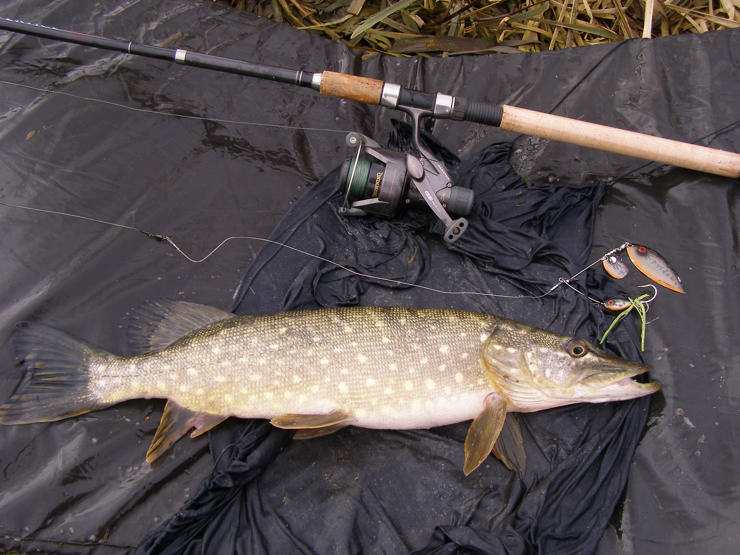 Pike with a lure